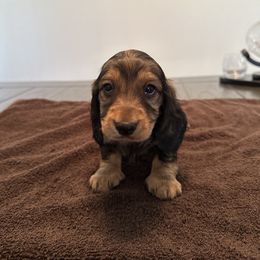 Dachshund Puppies from Lily’s Mini Dachshunds