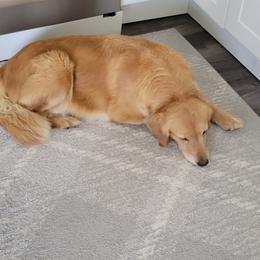 Golden Retriever All Grown Up from Highlander's Goldens of Howell