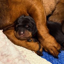 Shindig - Black and tan male Dachshund puppy in Rapidan, Virginia from Cedar Run Border terriers