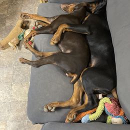 Doberman Pinscher and Poodle Puppies from TopSpots Farm