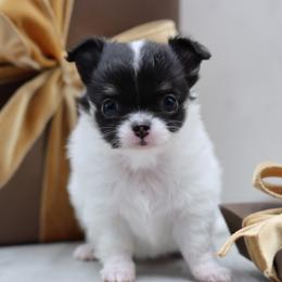 Priscilla - Black and white female Chihuahua puppy in Tulsa, Oklahoma from H-3 Chihuahuas