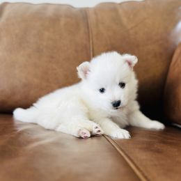 American Eskimo Dog puppies from Brookside Eskies