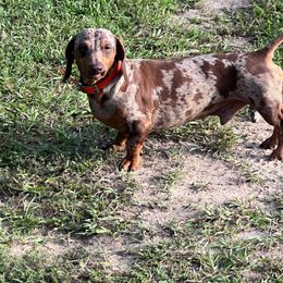 Dutton - Dachshund