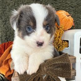 Sterling - Blue male Pembroke Welsh Corgi puppy in Paxton, Illinois from McGovern Family Corgis