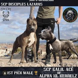 Galil Acé - American Pit Bull Terrier