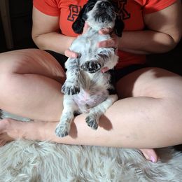 English Springer Spaniel Puppies from Savannah River Springers