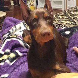 Doberman Pinscher Puppies from Franklin Dobermans