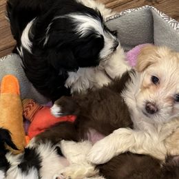 Havanese from Hubbs Havanese