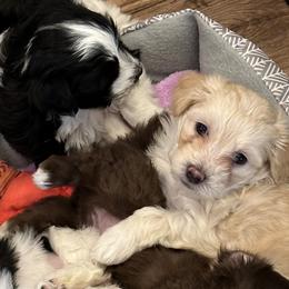 Havanese from Hubbs Havanese