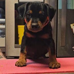 Black Male 2 - Black male German Pinscher puppy in Chatham, Virginia from WMHK9/Roolyn German Pinschers