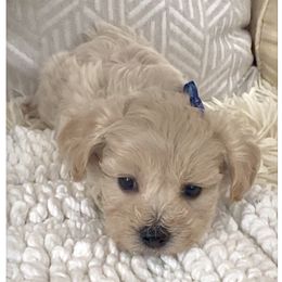 Diego - Cream male Maltipoo puppy in Spring, Texas from GlamPaw Maltipoos