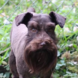 Reba - Miniature Schnauzer
