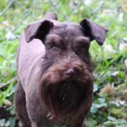Reba - Miniature Schnauzer