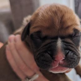 Yellow collar - Fawn Boxer puppy in Wellington, Ohio from Brinkhaven Boxers