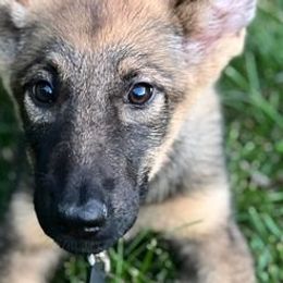 German Shepherds from Kingston’s Shepherds