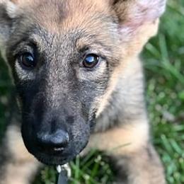 German Shepherds from Kingston’s Shepherds