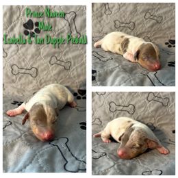 Prince Naveen - Fawn (isabella) and tan male Dachshund puppy in Corona, California from Over The Moon Dachshunds