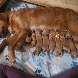 Green Boy - Dark golden male Golden Retriever puppy in Idaho Falls, Idaho from Once Upon A Dream Kennels