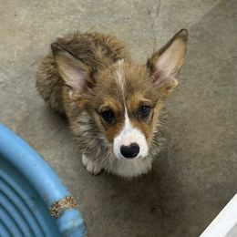Boy 3 - Red male Pembroke Welsh Corgi puppy in Moulton, Alabama from Reed's Pembroke Corgi Welsh