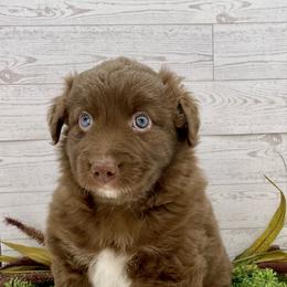 Ralphie - Red male Australian Shepherd puppy in Thornton, Colorado from 303 Aussies