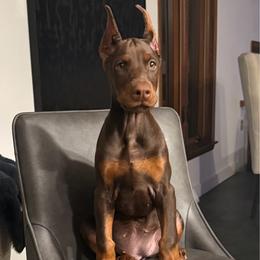 Kalani - Doberman Pinscher