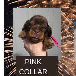 Liberty - Chocolate female Cavalier King Charles Spaniel puppy in Willmar, Minnesota from Starlite Cavaliers