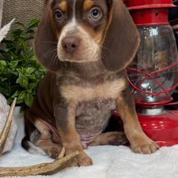 Hershey - Tan male Beagle puppy in West Plains, Missouri from Suncreek Puppies
