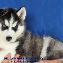 DELLA'S MALE 3 - Black and white male Siberian Husky puppy in Manilla, Iowa from Bruck's Siberian Huskies