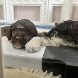 Poodle Puppies from Apricity Poodles