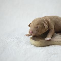 Bernedoodle, Goldendoodle, and Golden Mountain Doodle Puppies from Gold Diamond Pup