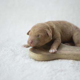 Bernedoodle, Goldendoodle, and Golden Mountain Doodle Puppies from Gold Diamond Pup
