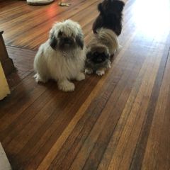 Lowchen Puppies from Ashford Kennel