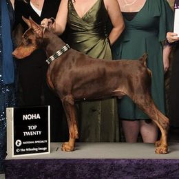 Doberman Pinschers from Coruscate Dobermans