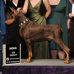 Doberman Pinschers from Coruscate Dobermans