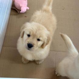 Girl 2 - Golden female Golden Retriever puppy in Edgerton, Wisconsin from ERSA Acres Golden Retrievers...limited registration only offered, AKC Moyen and Miniature Poodles