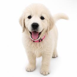 Dolly Parton - Light golden female Golden Retriever puppy in Chicago, Illinois from Urbane Retrievers