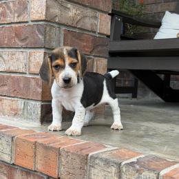 Jude - Black tan and bluetick male Beagle puppy in Mansfield, Missouri from Rippee Creek Kennel