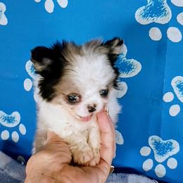 Nemo - Blue merle male Chihuahua puppy in Redding, California from Akc ivy league chihuahua .  Com