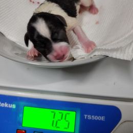 Miniature Schnauzer Puppies from Byrd's Miniature Schnauzers