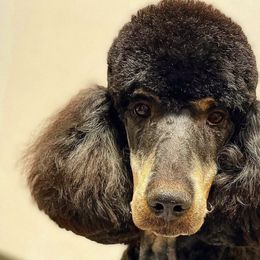 Goldendoodles and Poodles from Poodlesndoodles