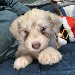 Poodle and Schnoodle Puppies from Royal Crown Keeper LTD