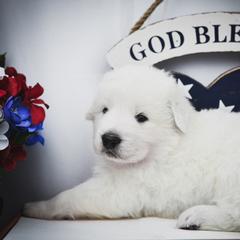 Border Collie, Bordoodle, and Maremma Sheepdog Puppies from 2J 2K Border Collies