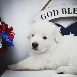 Border Collie, Bordoodle, and Maremma Sheepdog Puppies from 2J 2K Border Collies