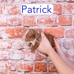 Patrick - Red  male Goldendoodle puppy in Calhoun, Georgia from Happy Top Doodles