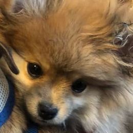 Companion Crosses and Pomeranians from McCoy’s Farm