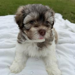 Sable and white male - Silver sable male Havanese puppy in Douglas, Georgia from Huffer Hounds and Havanese