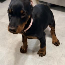 Girl black rust - Black and rust female Doberman Pinscher puppy in Mc Cook, Nebraska from Morningstar Kennel