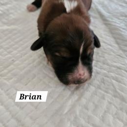 Brian - Sable male Tibetan Terrier puppy in Dorena, Oregon from West Coast Tibetans