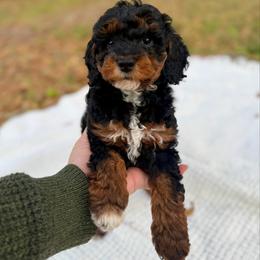 Eowyn - Brown white and tan female Cockapoo puppy in Tallahassee, Florida from Panhandle Pups