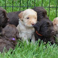 Australian Labradoodle Puppies from Cottonwood Labradoodles